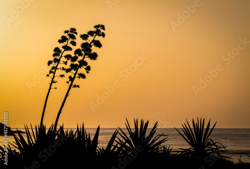Scenic view of sea with agave plants in Cabo de Gata Nature Park, Spain photo