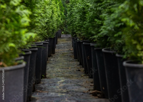 Rows of pots of western thuja seedlings. Powerful perspective