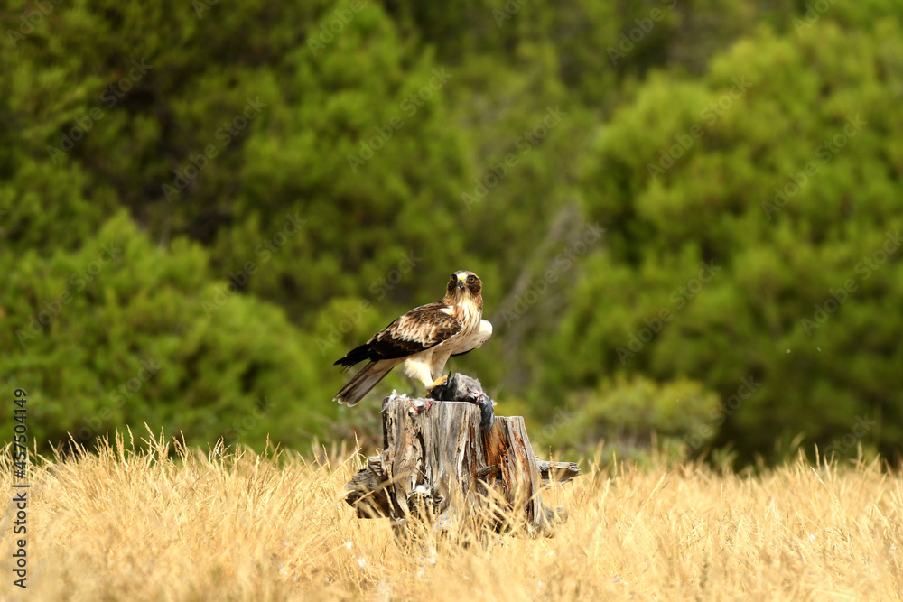 Aguila calzada con una presa sobre el tronco de madera Aguila calzada con una presa sobre el tronco de madera