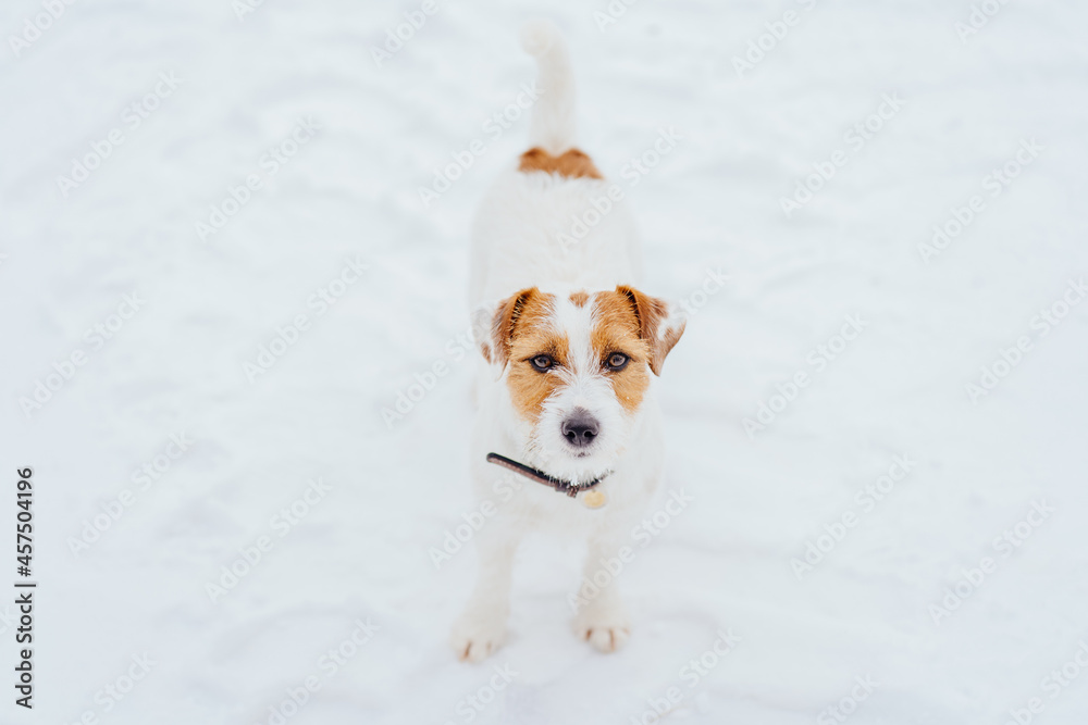 Portrait of a Jack Russell Terrier playing in the snow, winter time outdoor.