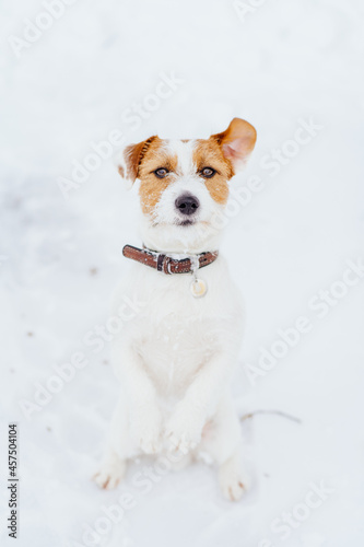 Cute dog breed Jack Russell Terrier raised its paws up. Active and curiocity dog breed white with brown color terrier walking at snow outdoors in the winter forest park.