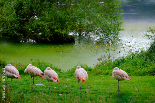 Flock of Chilean Flamingos on the green shores of Fish Pond in the Harewood House Trust area in West Yorkshire photo