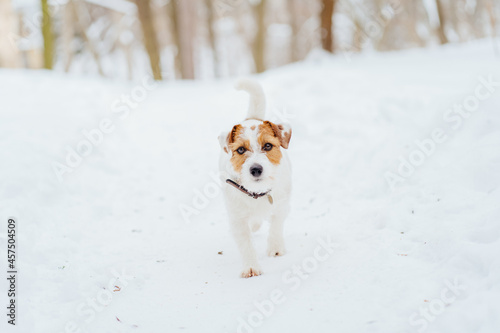 Active and curiocity dog breed jack russell terrier walking at snow outdoors in the winter forest park.