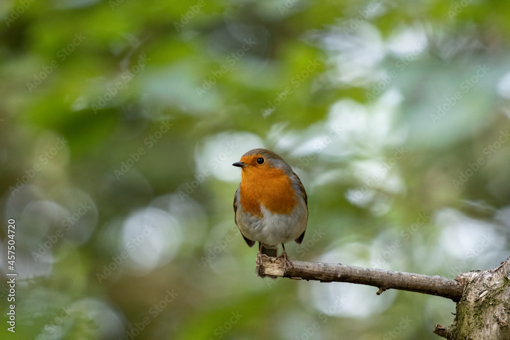 Robin looking alert perched on a tree on an autumn day Robin looking alert perched on a tree on an autumn day
