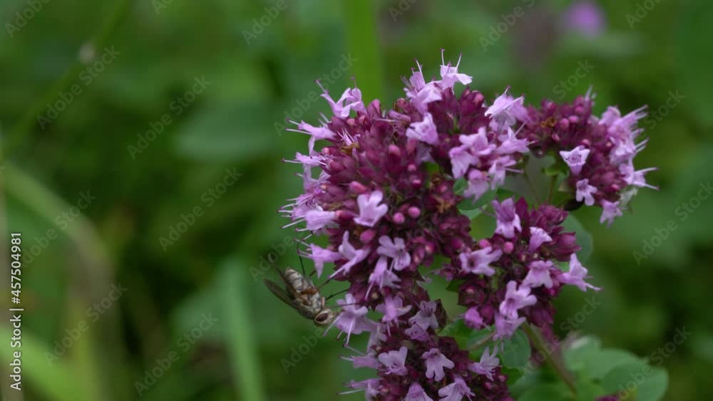 Oregano in slight breeze (Origanum vulgare) - (4K) Oregano in slight breeze (Origanum vulgare) - (4K)