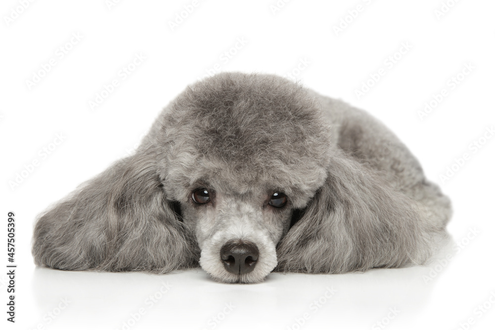 Gray toy Poodle lies on a white background foto de Stock Adobe Stock
