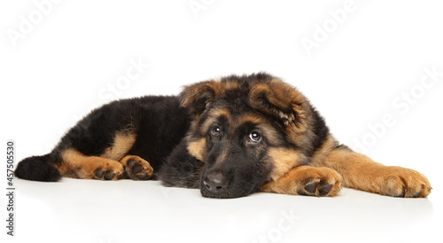 German-shepherd puppy resting on white background photo
