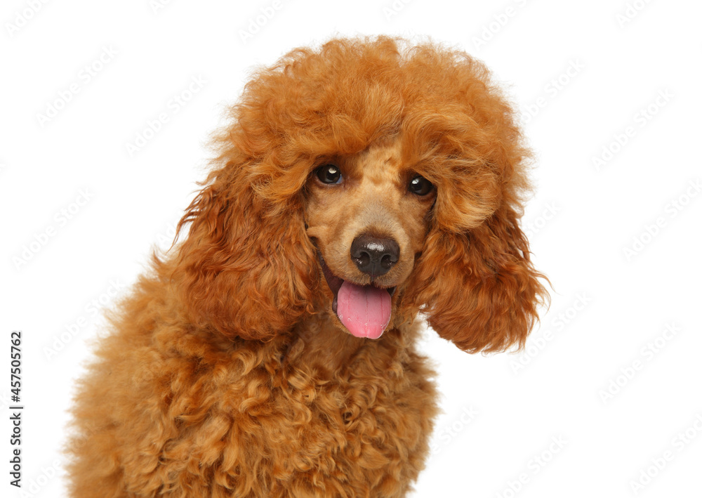 Young happy Poodle puppy on a white background Young happy Poodle puppy on a white background