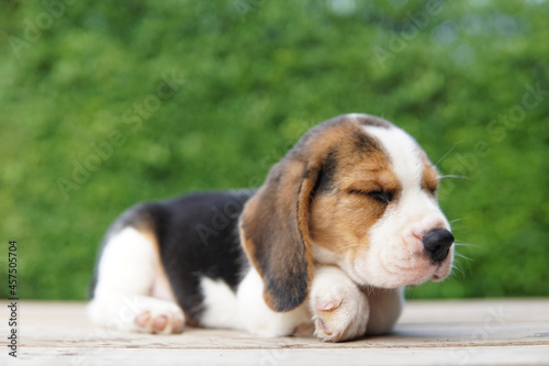 The beagle was developed primarily for hunting hare. Possessing a great sense of smell and superior tracking instincts.
