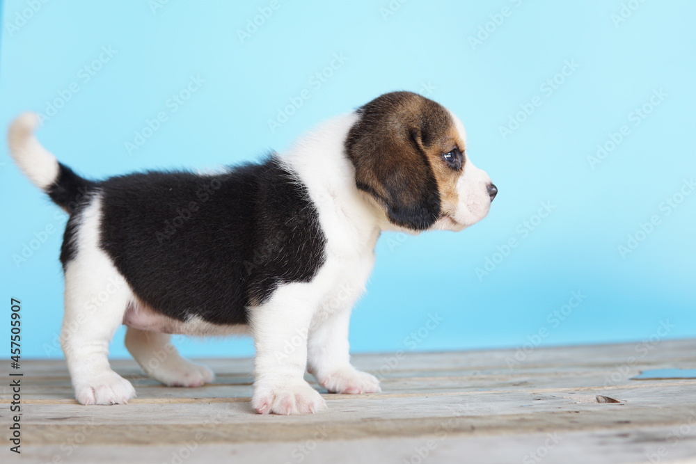 Adorable beagle on Blue screen. Beagles are used in a range of research procedures. The general appearance of the beagle resembles a miniature Foxhound. Beagles have excellent noses. Adorable beagle on Blue screen. Beagles are used in a range of research procedures. The general appearance of the beagle resembles a miniature Foxhound. Beagles have excellent noses.