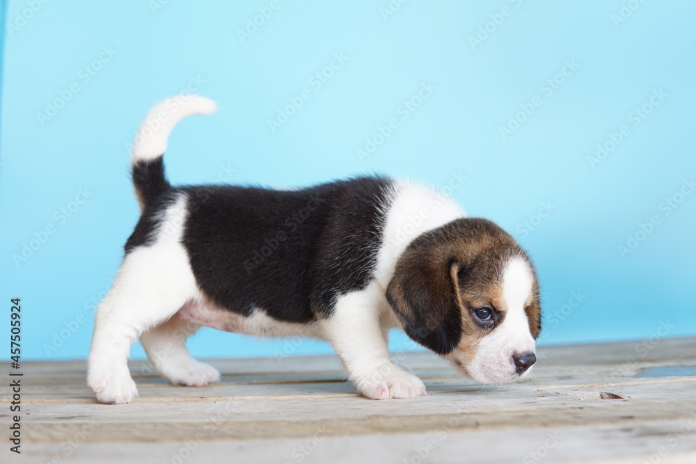 Adorable beagle on Blue screen. Beagles are used in a range of research procedures. The general appearance of the beagle resembles a miniature Foxhound. Beagles have excellent noses. Adorable beagle on Blue screen. Beagles are used in a range of research procedures. The general appearance of the beagle resembles a miniature Foxhound. Beagles have excellent noses.