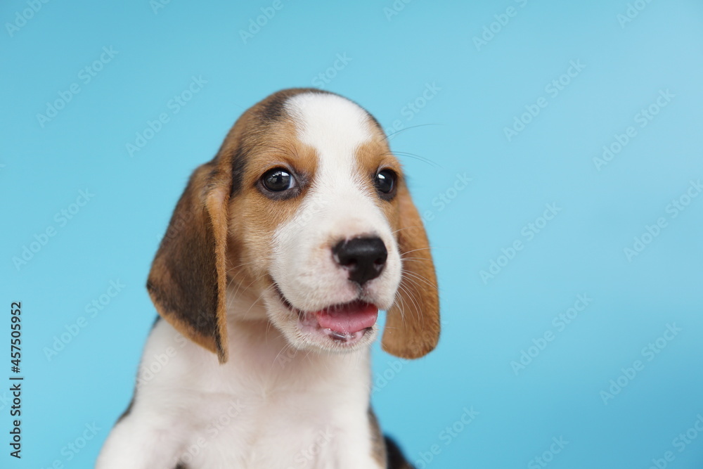 Smile beagle puppy on blue background. Picture have copy space for text.