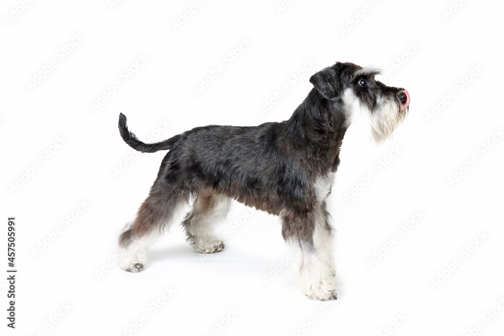 miniature schnauzer standing in profile licking its lips Stock Photo