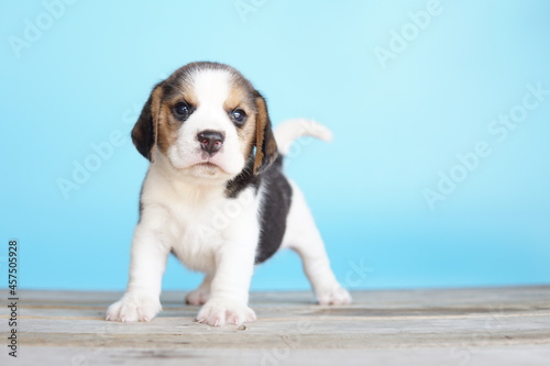 Cute beagle puppy on Blue background with copy space for text.