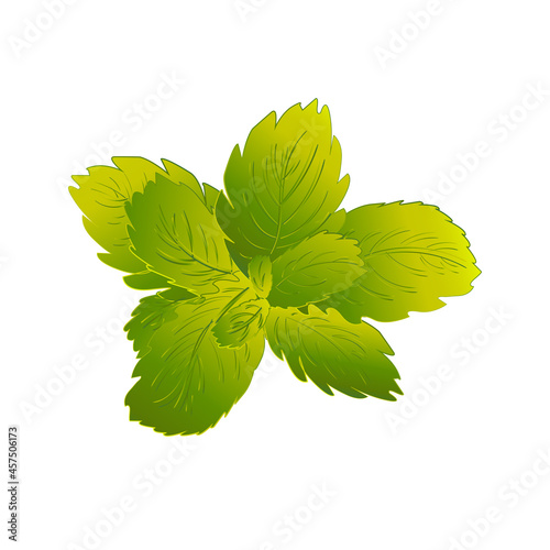 Peppermint leaves isolated on white background. Greenery herb vector illustration.
