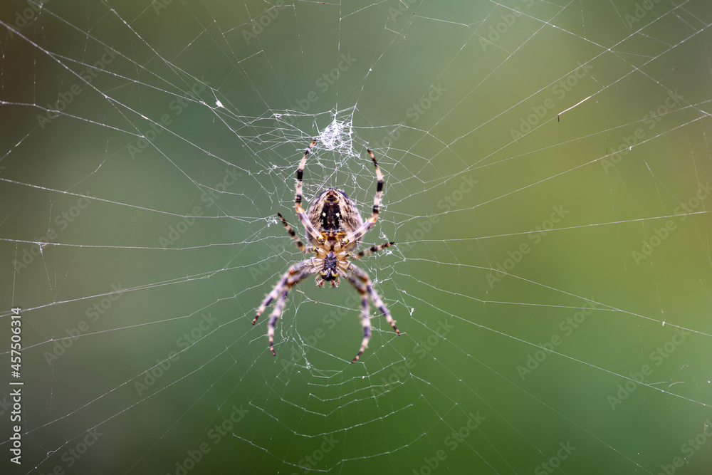Eine Kreuzspinne in ihren kunstvollen Netz. Spinnen sind nützliche Tiere in unseren Gärten. Eine Kreuzspinne in ihren kunstvollen Netz. Spinnen sind nützliche Tiere in unseren Gärten.