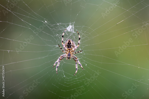 Eine Kreuzspinne in ihren kunstvollen Netz. Spinnen sind nützliche Tiere in unseren Gärten.