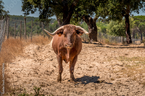 Portuguese brown bull with large horns on the fields of Ribatejo - Portugal © WildGlass Photograph