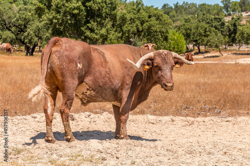 Portuguese brown bull with large horns on the fields of Ribatejo - Portugal