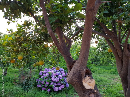 Jardin de citronnier aux abords de l'Etna photo