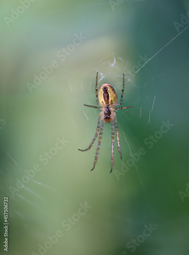 Eine Spinne Herbstspinne in ihren schönen Netz. Ansicht der Unterseite der Spinne.