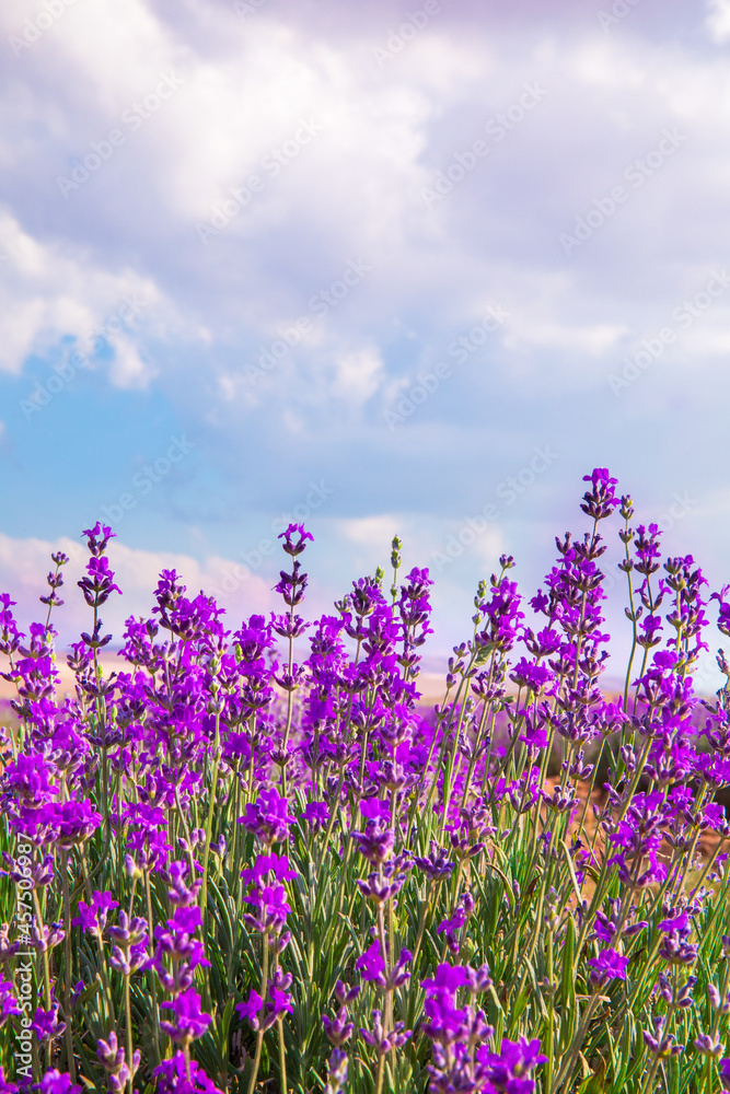 Lavender Field. Beautiful violet lavender flowers in the lavender garden. Lavender Field. Beautiful violet lavender flowers in the lavender garden.