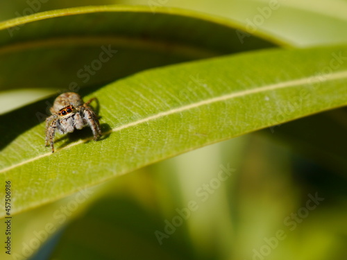 petite araignée