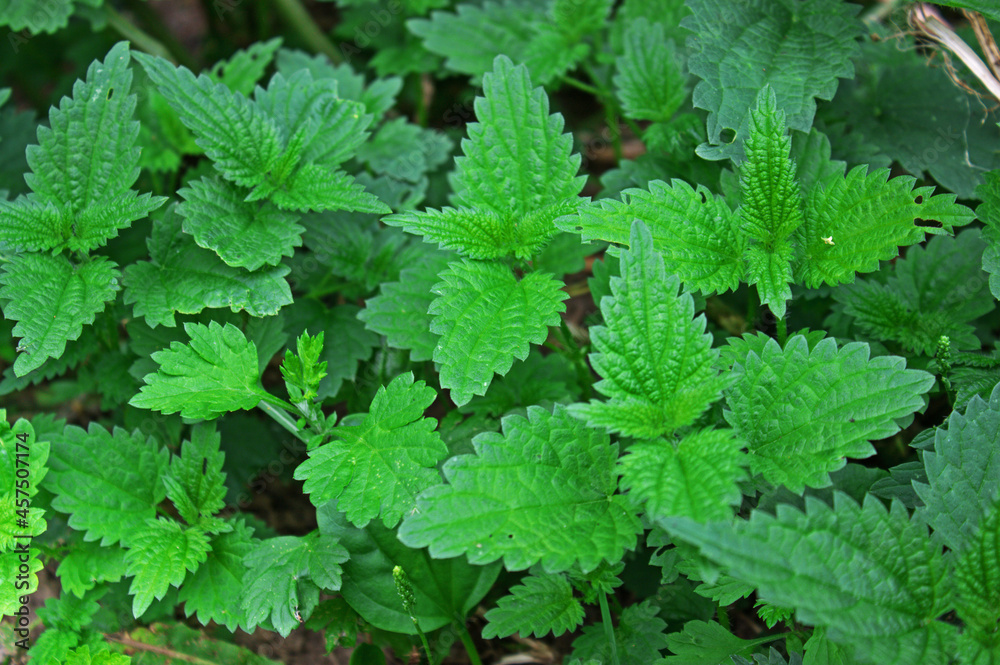 Fresh nettle leaves. Thickets of nettles. Medicinal plant. Green leaves background. Fresh nettle leaves. Thickets of nettles. Medicinal plant. Green leaves background.