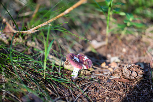 Ansicht eines Pilz im Wald. Im Herbst kommen die meisten Pilze aus den Waldboden. photo