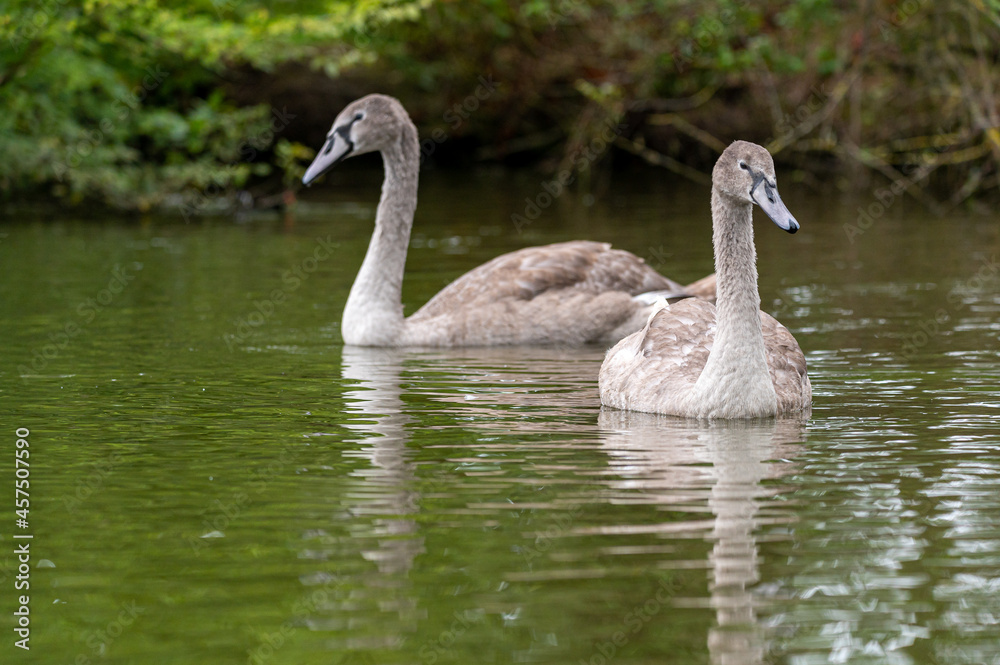 Fototapeta premium Juvenile mute swan cygnet