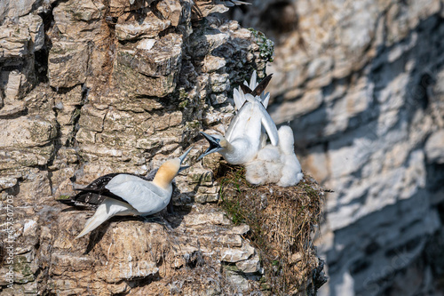 Northern gannet, morus bassanus, squabbling too close to neighbouring birds