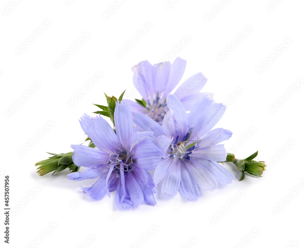 Beautiful tender chicory flowers on white background Beautiful tender chicory flowers on white background