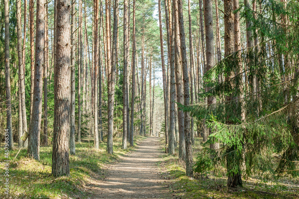Naklejka premium path in the forest