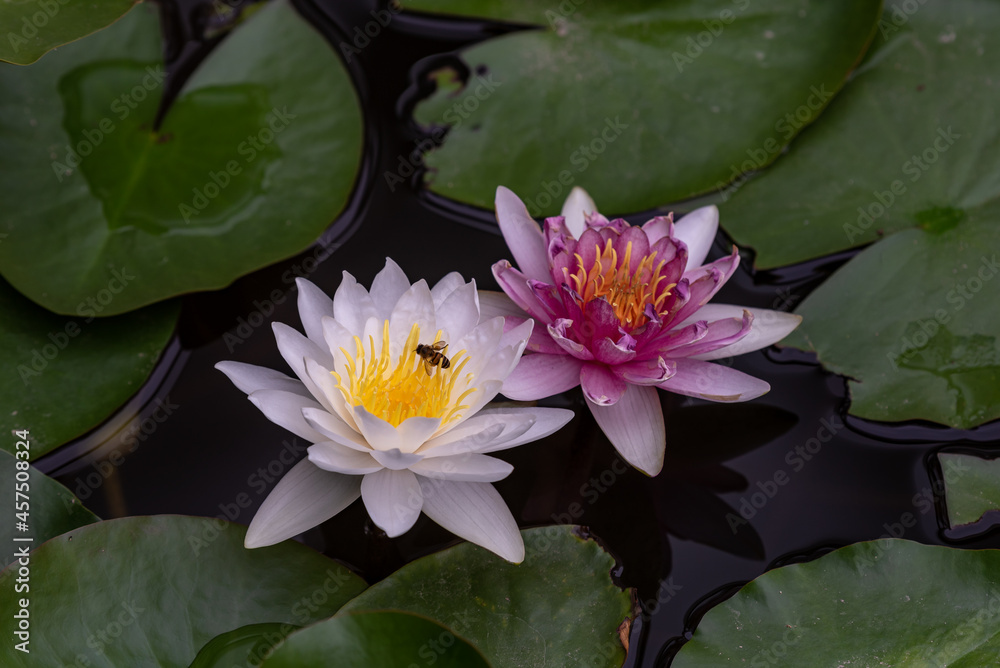 White or red water lilies in the water White or red water lilies in the water