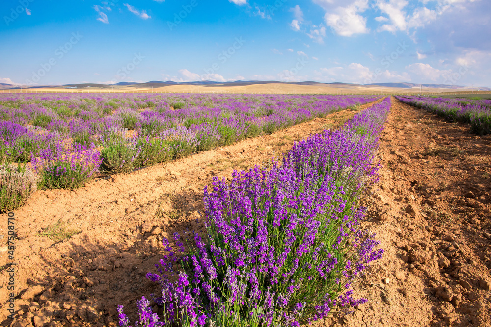 Obraz premium Lavender Field. Beautiful violet lavender flowers in the lavender garden.