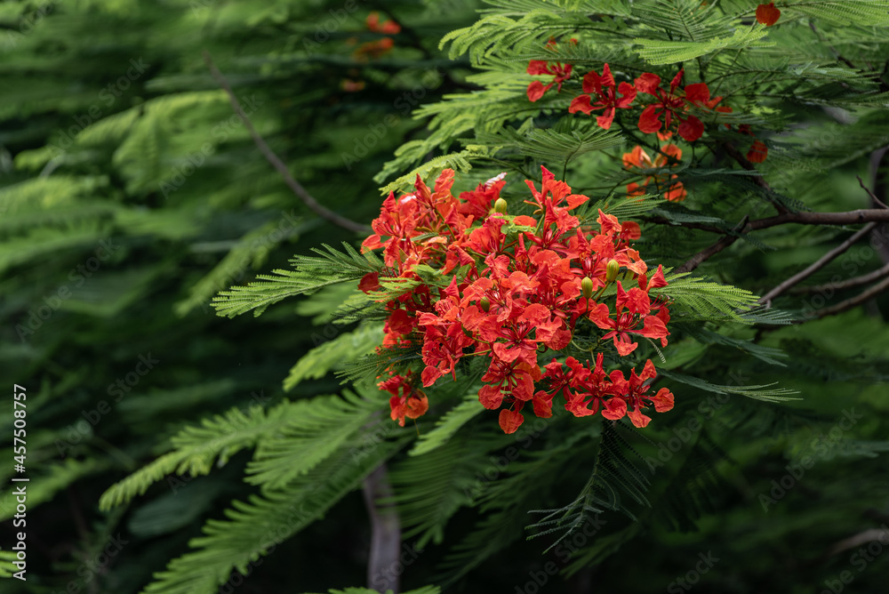 Beautiful phoenix tree, orderly arrangement of fiery red flowers and green leaves Beautiful phoenix tree, orderly arrangement of fiery red flowers and green leaves
