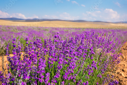 Lavender Field. Beautiful violet lavender flowers in the lavender garden.