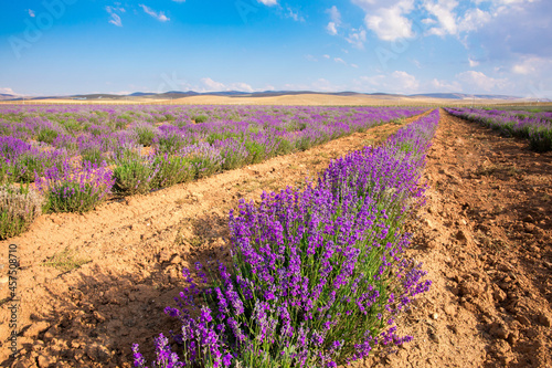 Lavender Field. Beautiful violet lavender flowers in the lavender garden.