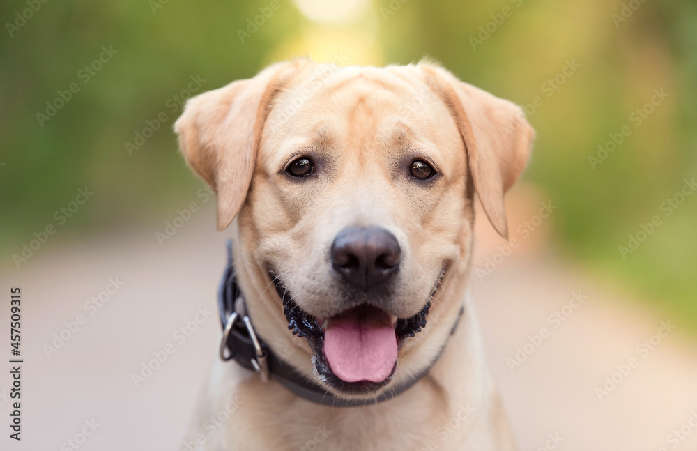 Closeup photo of an Adorable Labrador Retriever dog