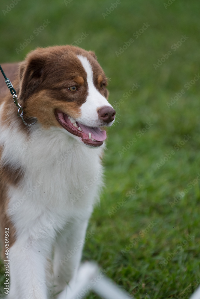 Brown and white australian shepherd dog