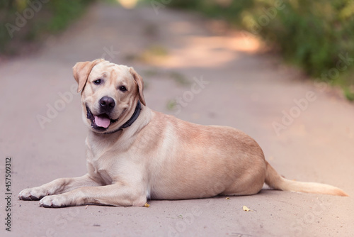 Adorable Labrador Retriever dog in the nature