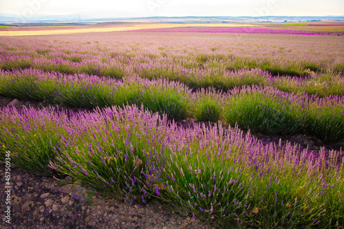 Lavender Field. Beautiful violet lavender flowers in the lavender garden.