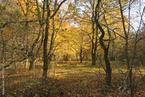 Golden forest