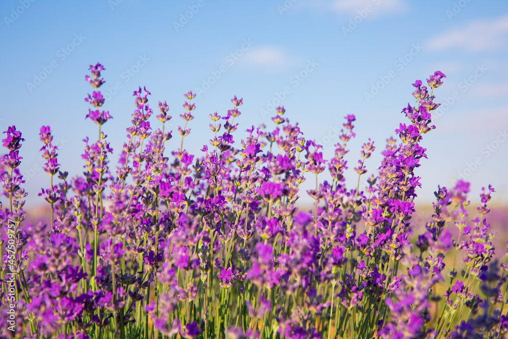 Naklejka premium Lavender Field. Beautiful violet lavender flowers in the lavender garden.