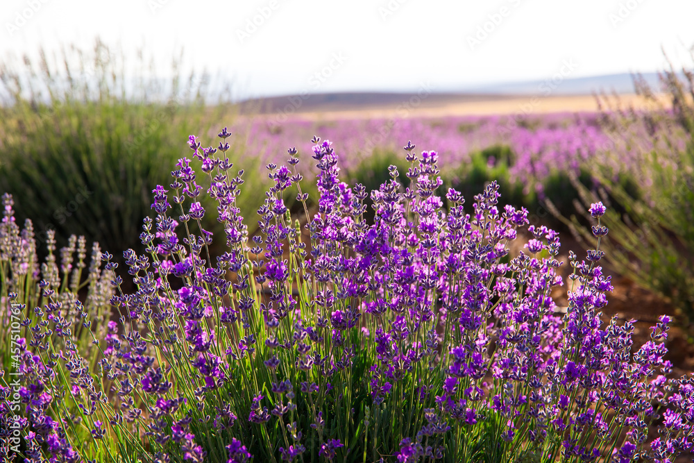 Naklejka premium Lavender Field. Beautiful violet lavender flowers in the lavender garden.