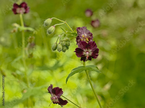 Fotografie Green buds and dark violet flowers of a dusky cranesbill plant in the gaden, sel
