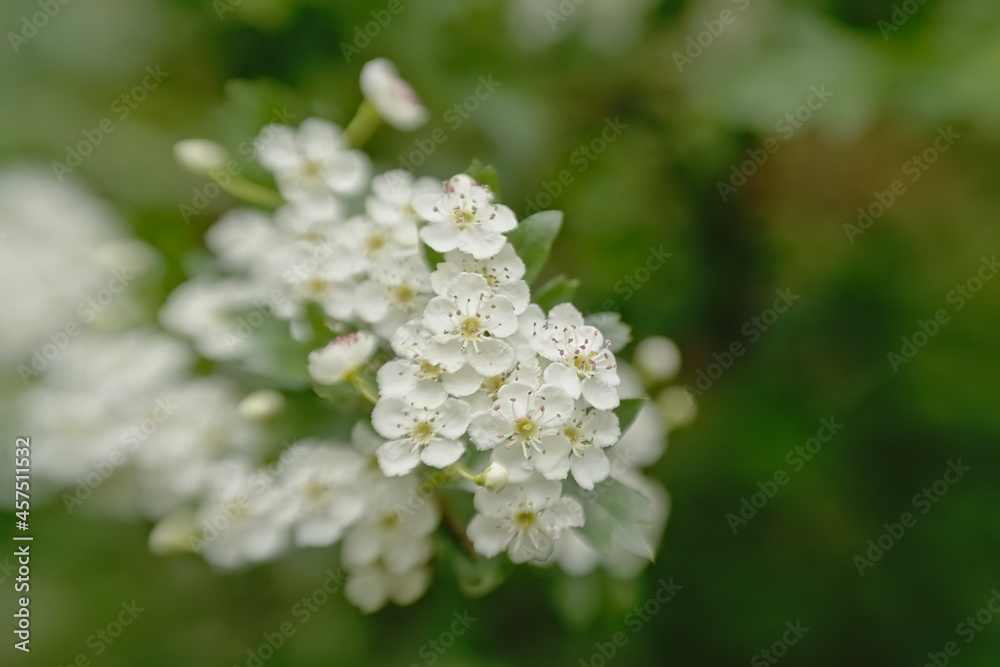 Bright white hawthorn blossoms in spring - crateagus Bright white hawthorn blossoms in spring - crateagus