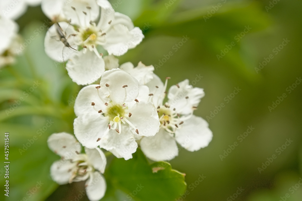 Bright white hawthorn blossoms in spring - crateagus Bright white hawthorn blossoms in spring - crateagus