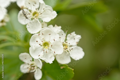 Bright white hawthorn blossoms in spring - crateagus