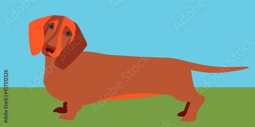 a bright vector illustration with the image of a dachshund. 
